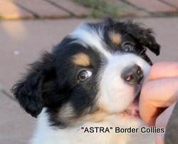 Tricolour Male , rough coat, border collie puppy